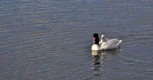 Image of Black-necked Swan