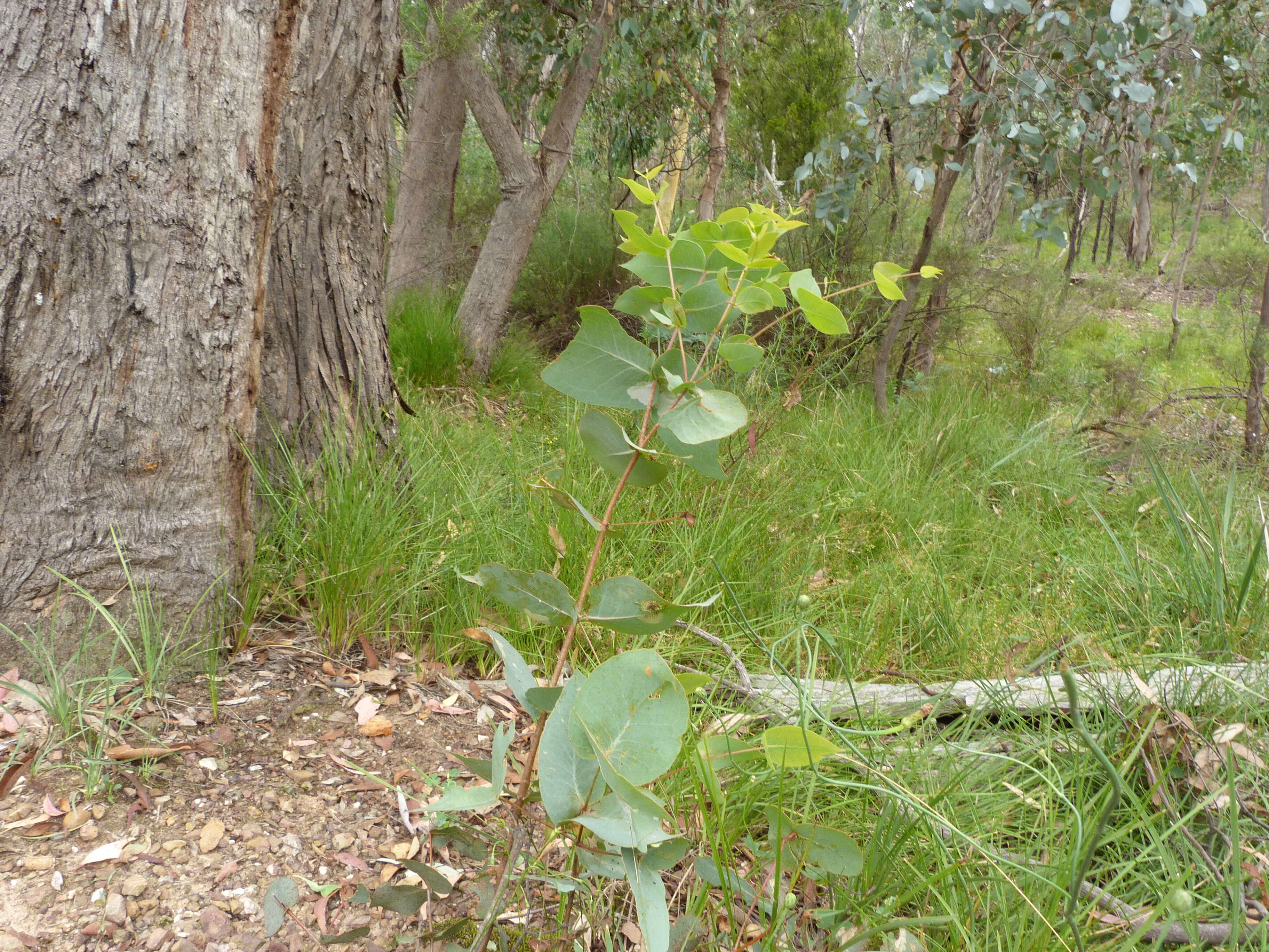 Image of broadleaf peppermint gum