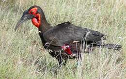 Image of ground-hornbills