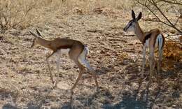 Image of Springbok