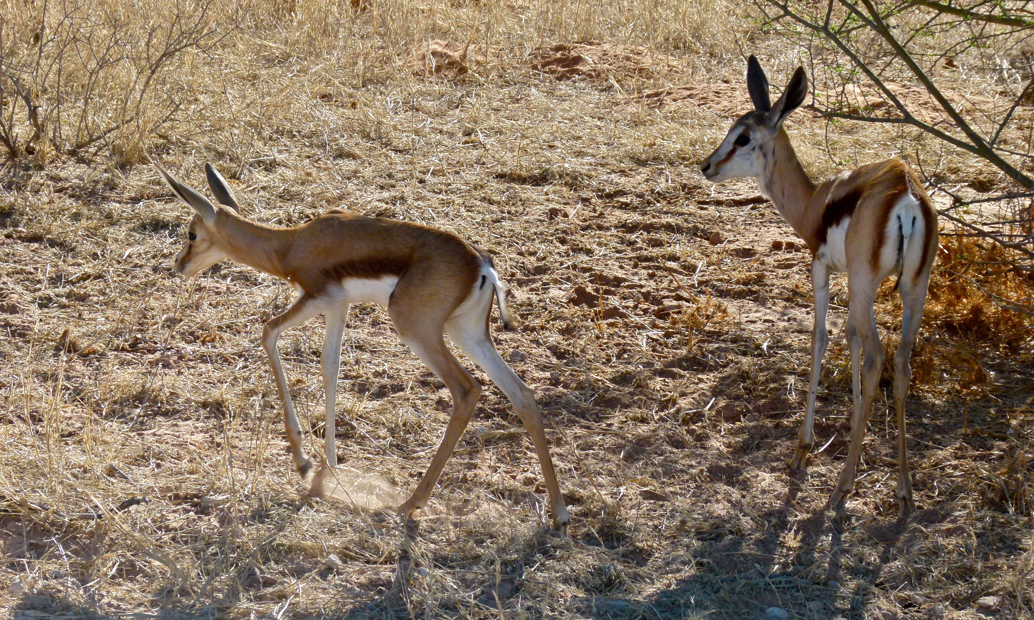 Image of Springbok