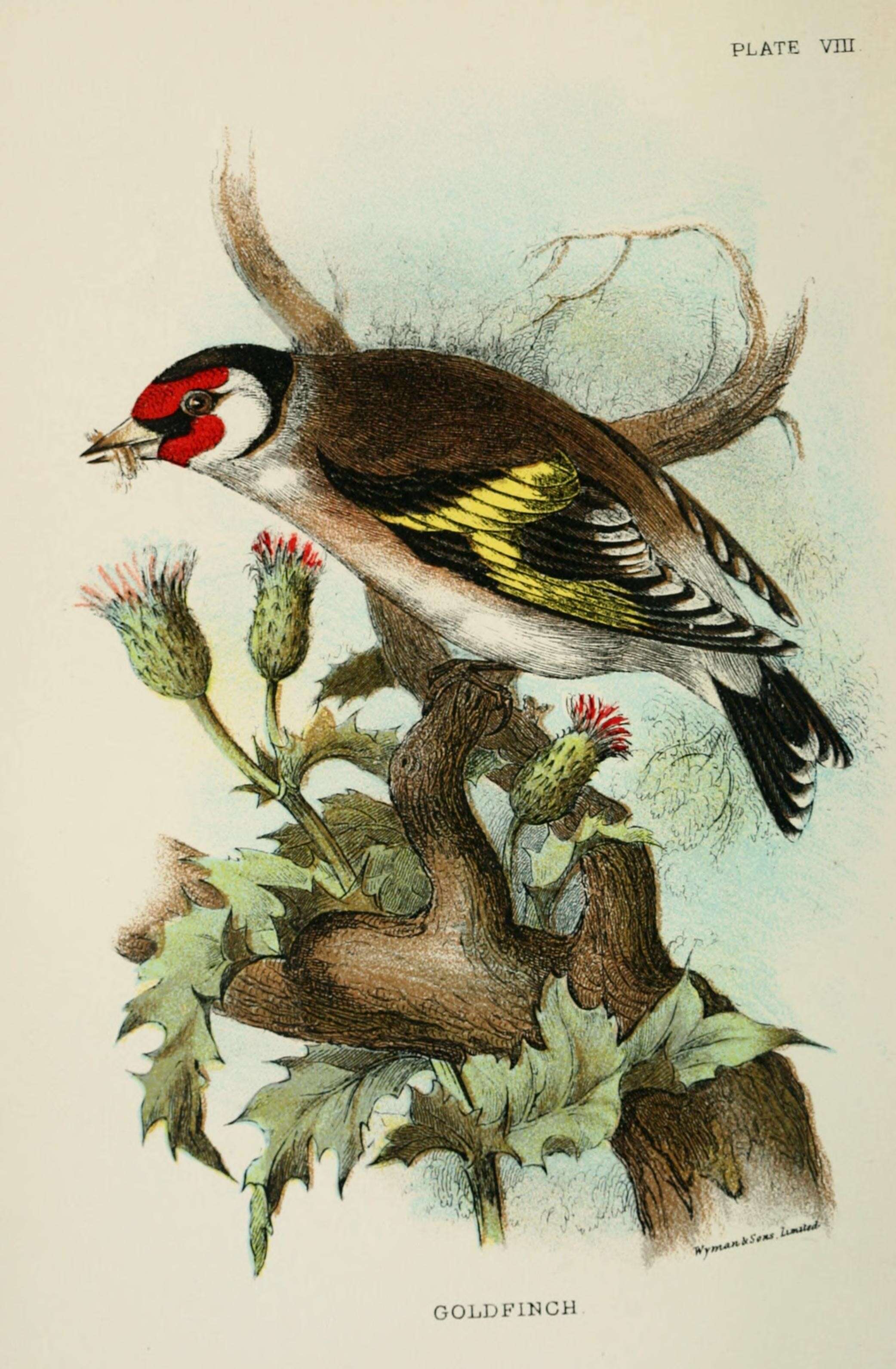 Imagem de Carduelis Brisson 1760