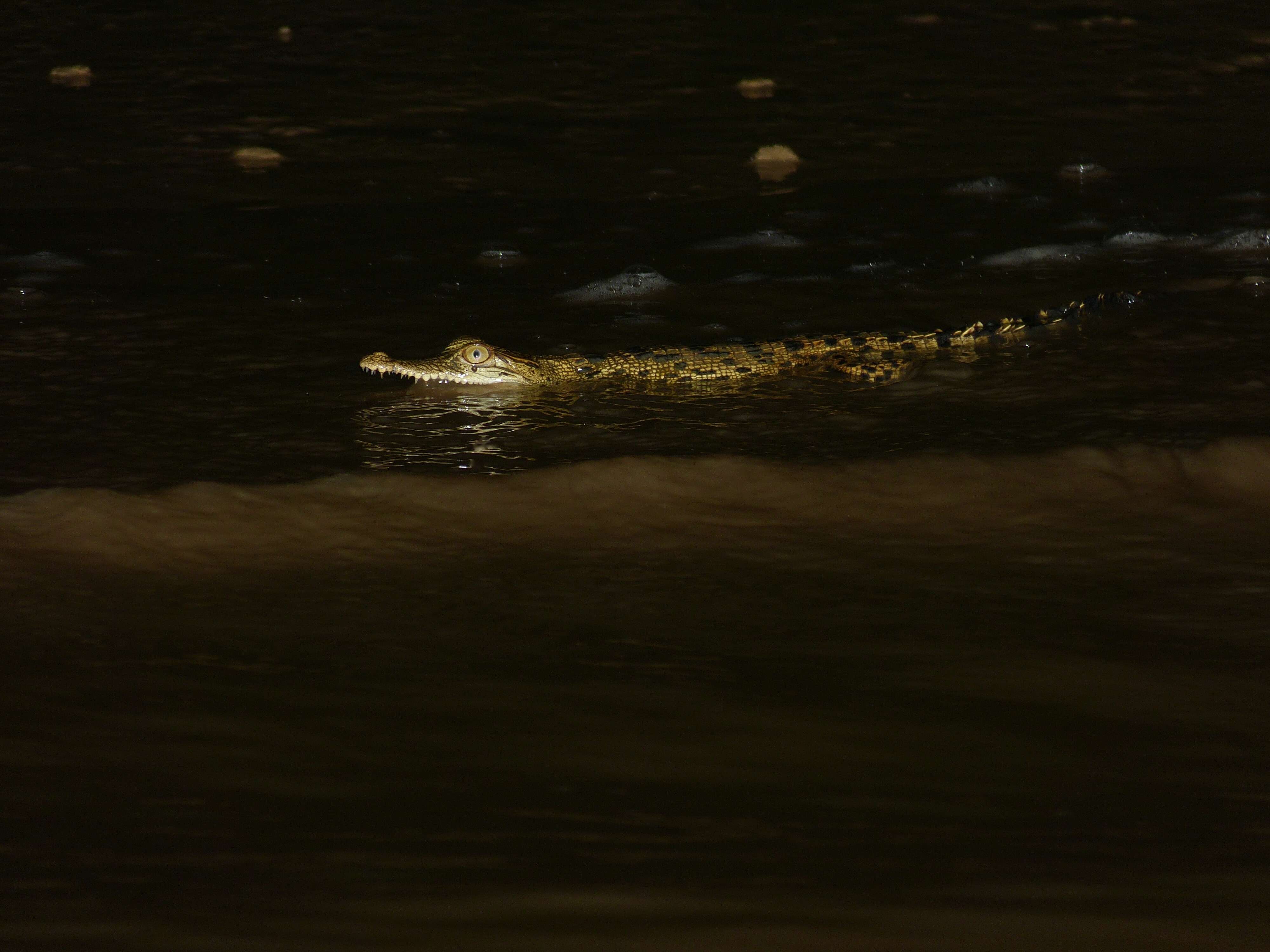 Image of crocodiles