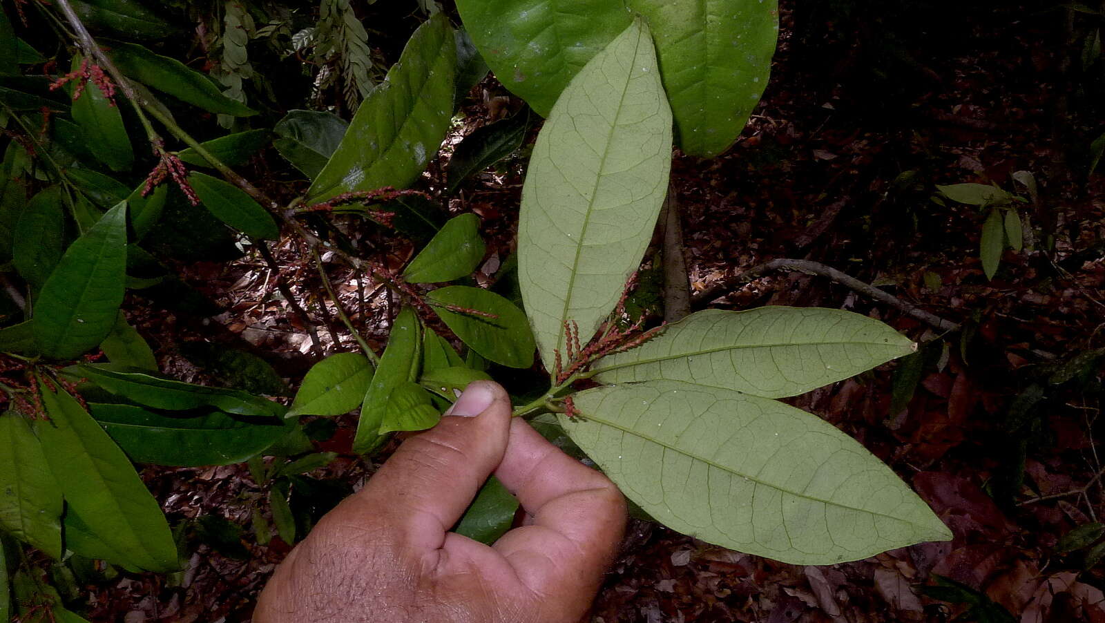 Image of Gymnanthes glabrata (Mart.) Govaerts