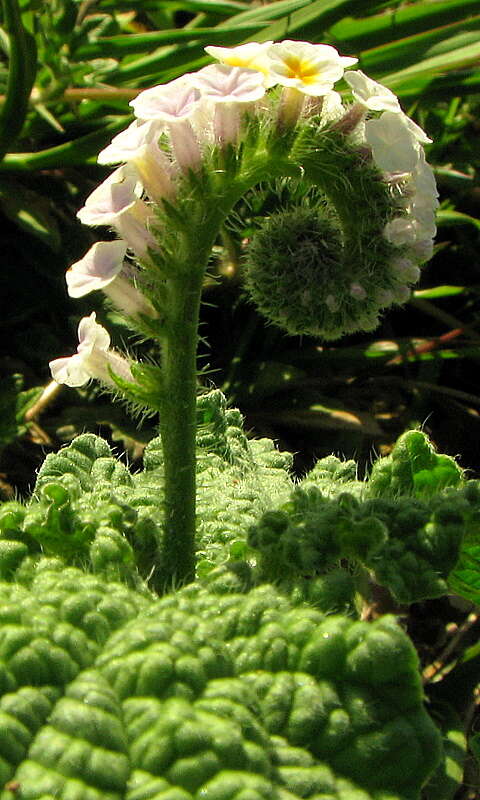 Image of Heliotropium elongatum Willd. ex Cham.