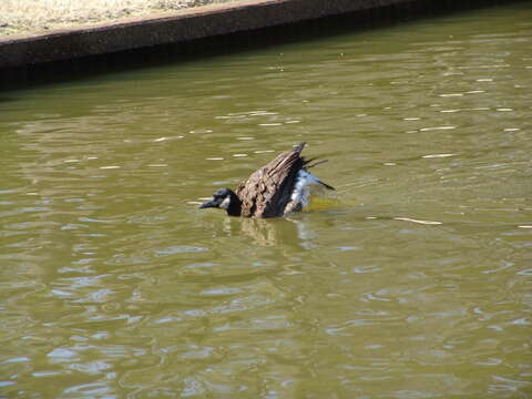 Image of Hawaiian goose