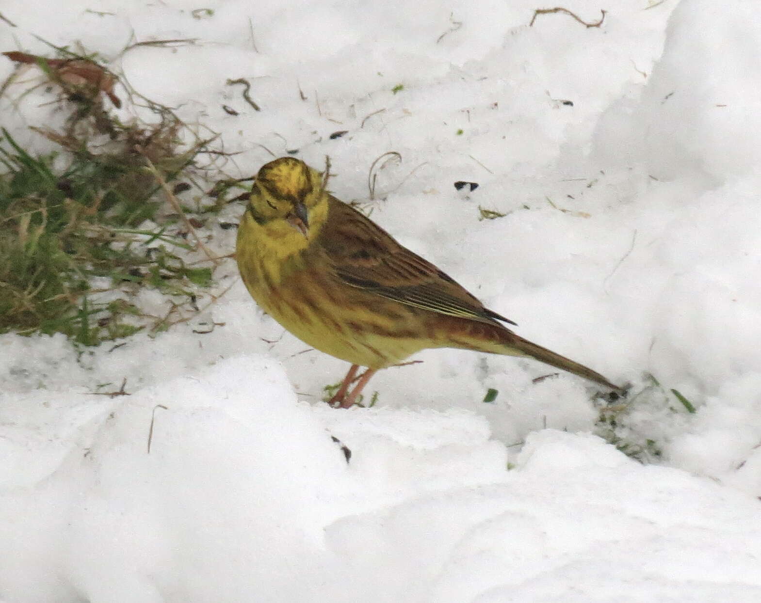 Image of Emberiza Linnaeus 1758