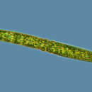 Image of Pleurotaenium