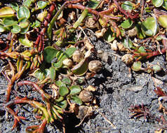 Image of Liparophyllum