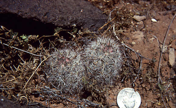 Image of Common Fishhook Cactus