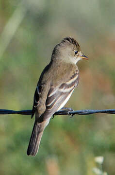 Image of Empidonax Cabanis 1855