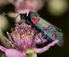 Image of six-spot burnet