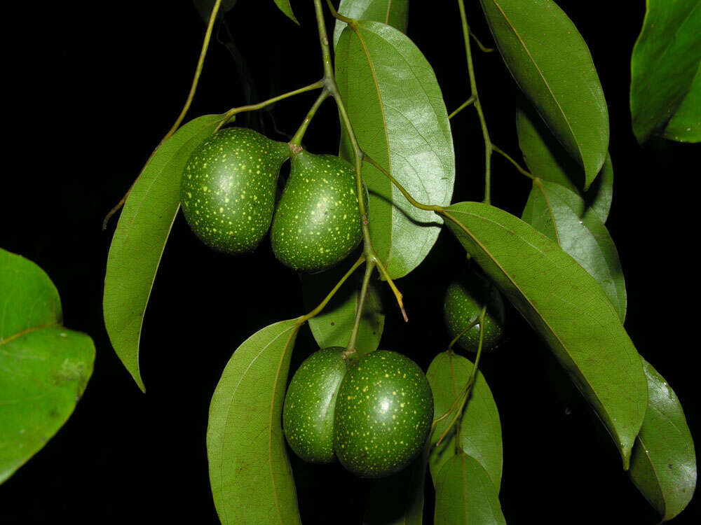 Image of Anomospermum reticulatum (C. Martius) Eichler