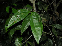 Imagem de Calliandra grandifolia P. H. Allen