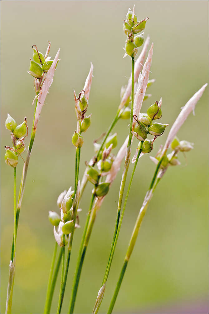 Image de Carex alba Scop.