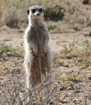 Image of Suricata Desmarest 1804