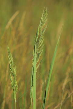 Imagem de Calamagrostis epigejos (L.) Roth