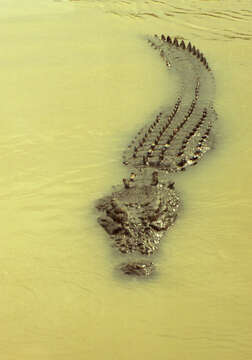 Imagem de Crocodylus porosus Schneider 1801