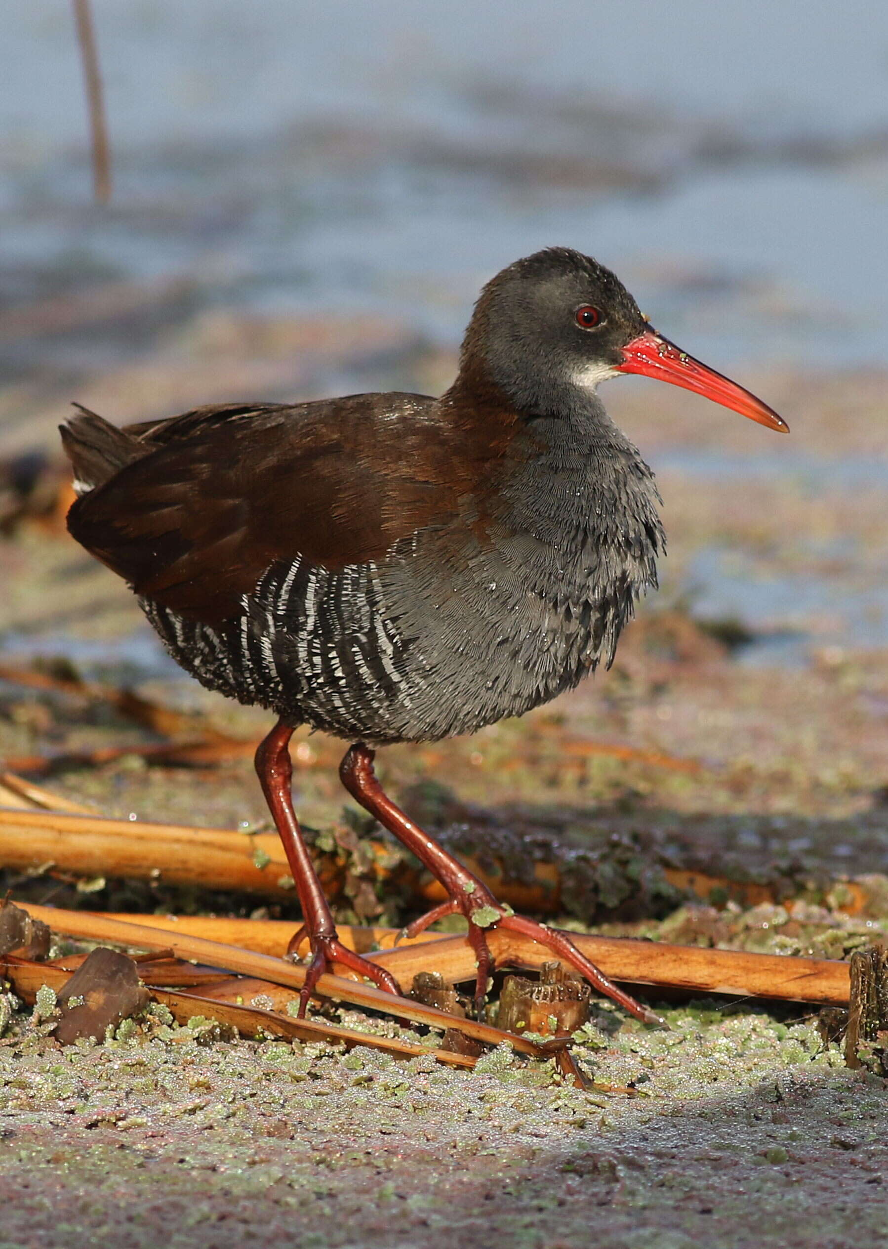 Image of African Rail