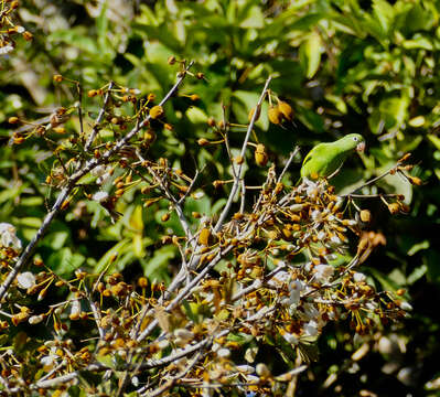 Image of Yellow-chevroned Parakeet