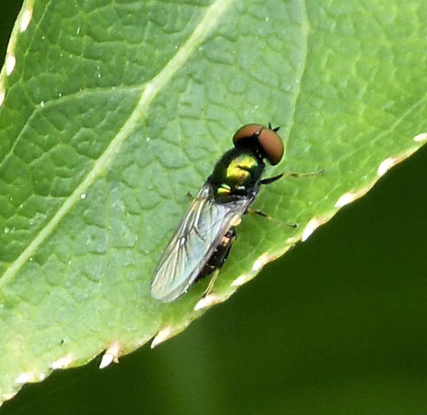 Image of Soldier fly