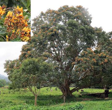 Image de Erythrina fusca Lour.