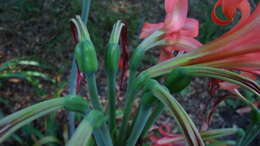 Слика од Hippeastrum stylosum Herb.