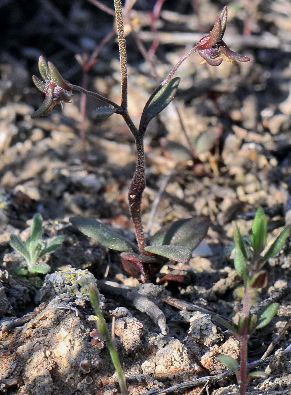 Image of dwarf snapdragon