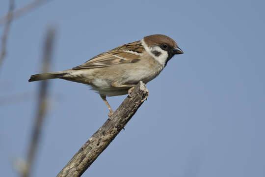 Image of Eurasian Tree Sparrow