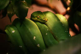 Image of Green Python