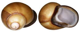 Image of Gastropoda