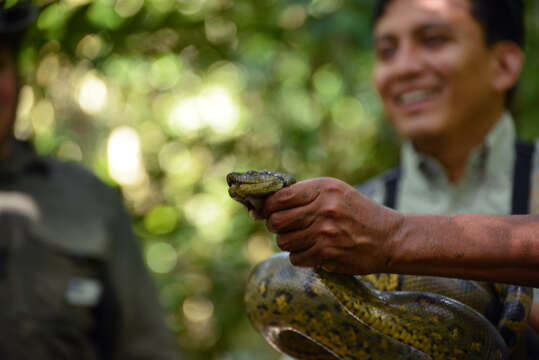 Image of Green anaconda