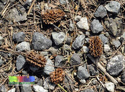 Image of beach sheoak