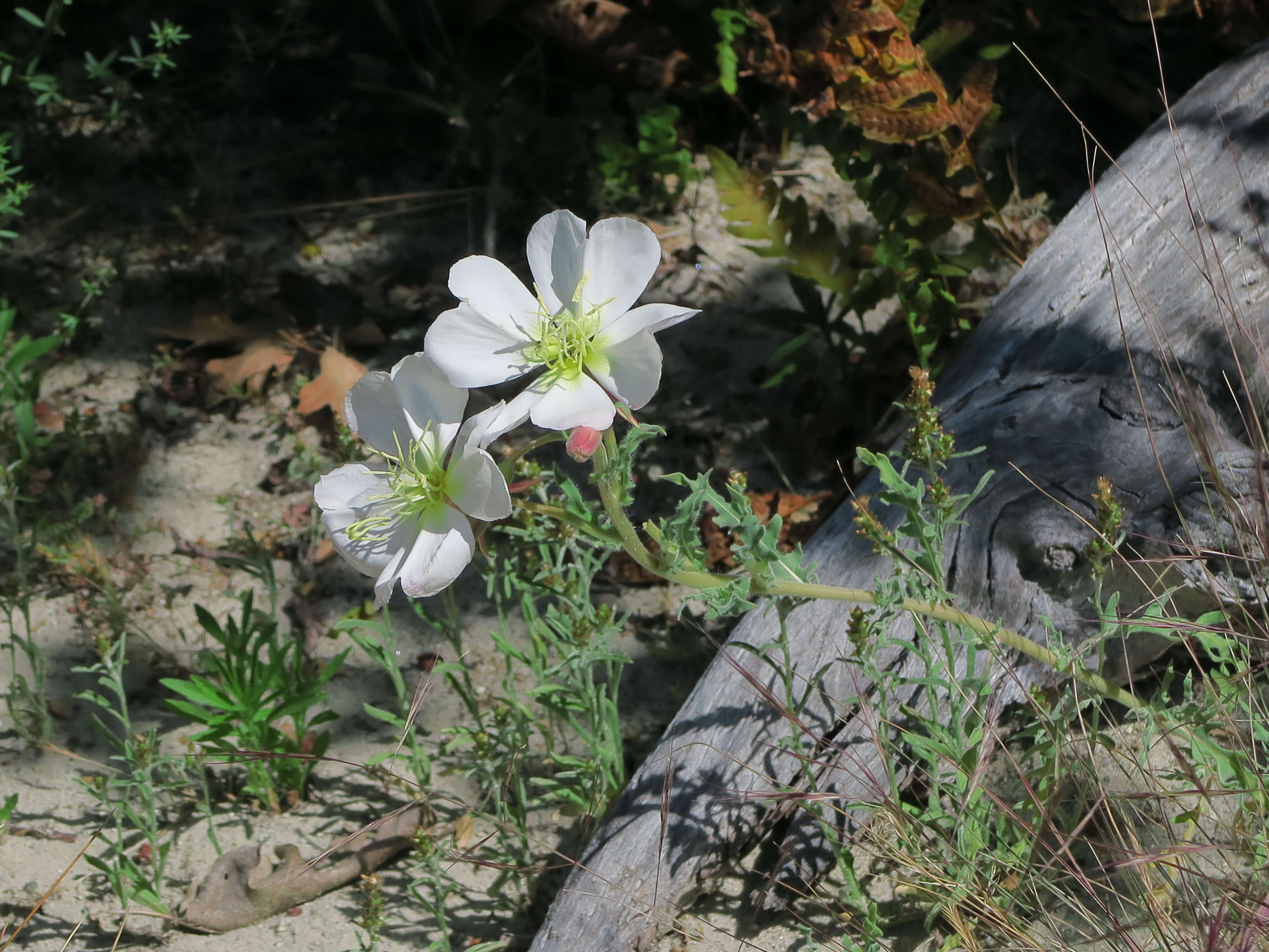 Image of birdcage evening primrose