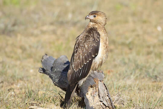 Image of Whistling Kite