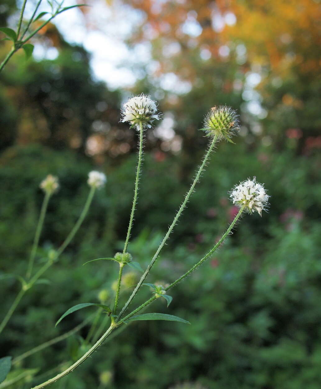 Image of cephalaria