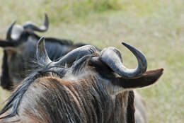 Image of wildebeest