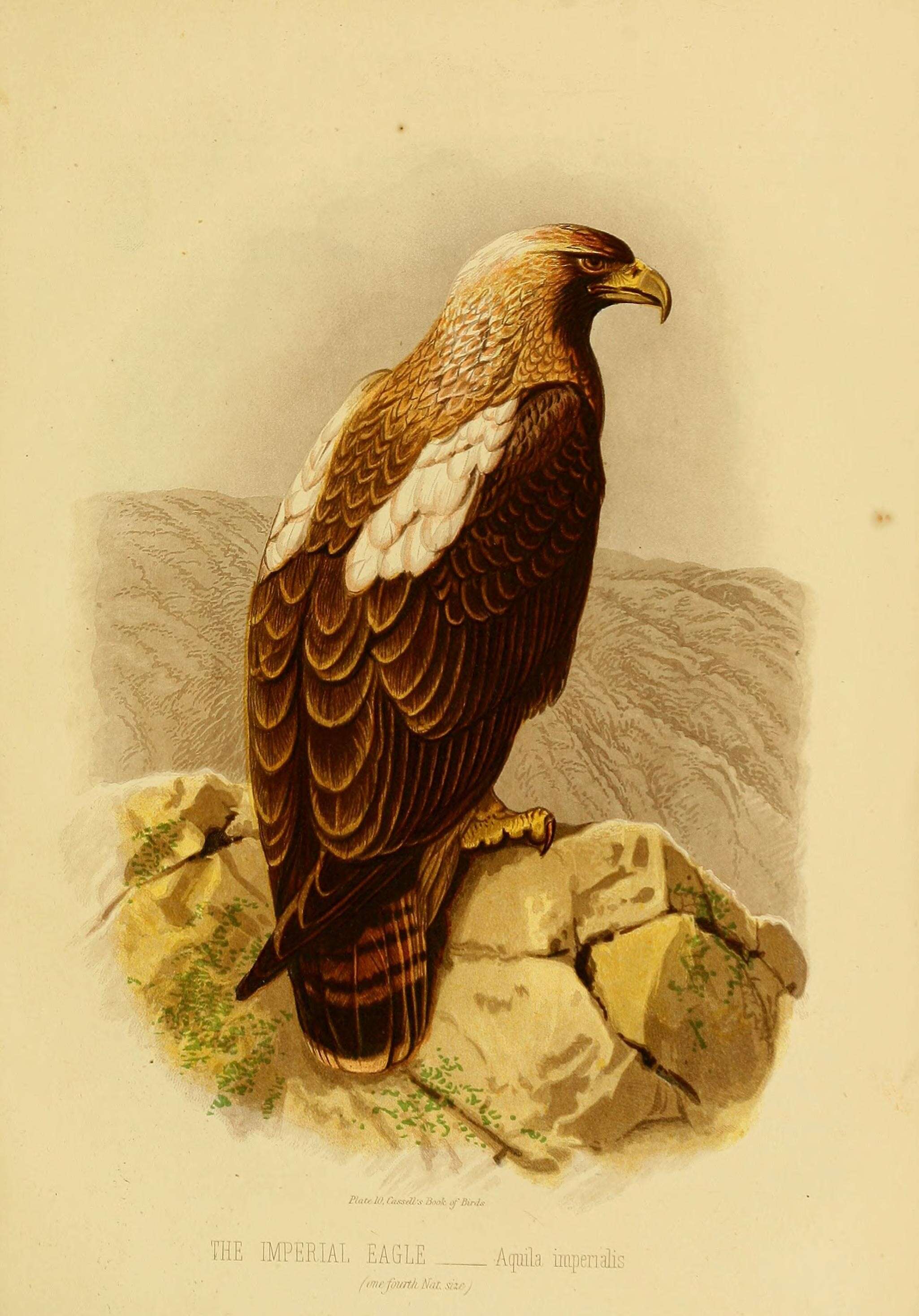 Imagem de Aquila Brisson 1760