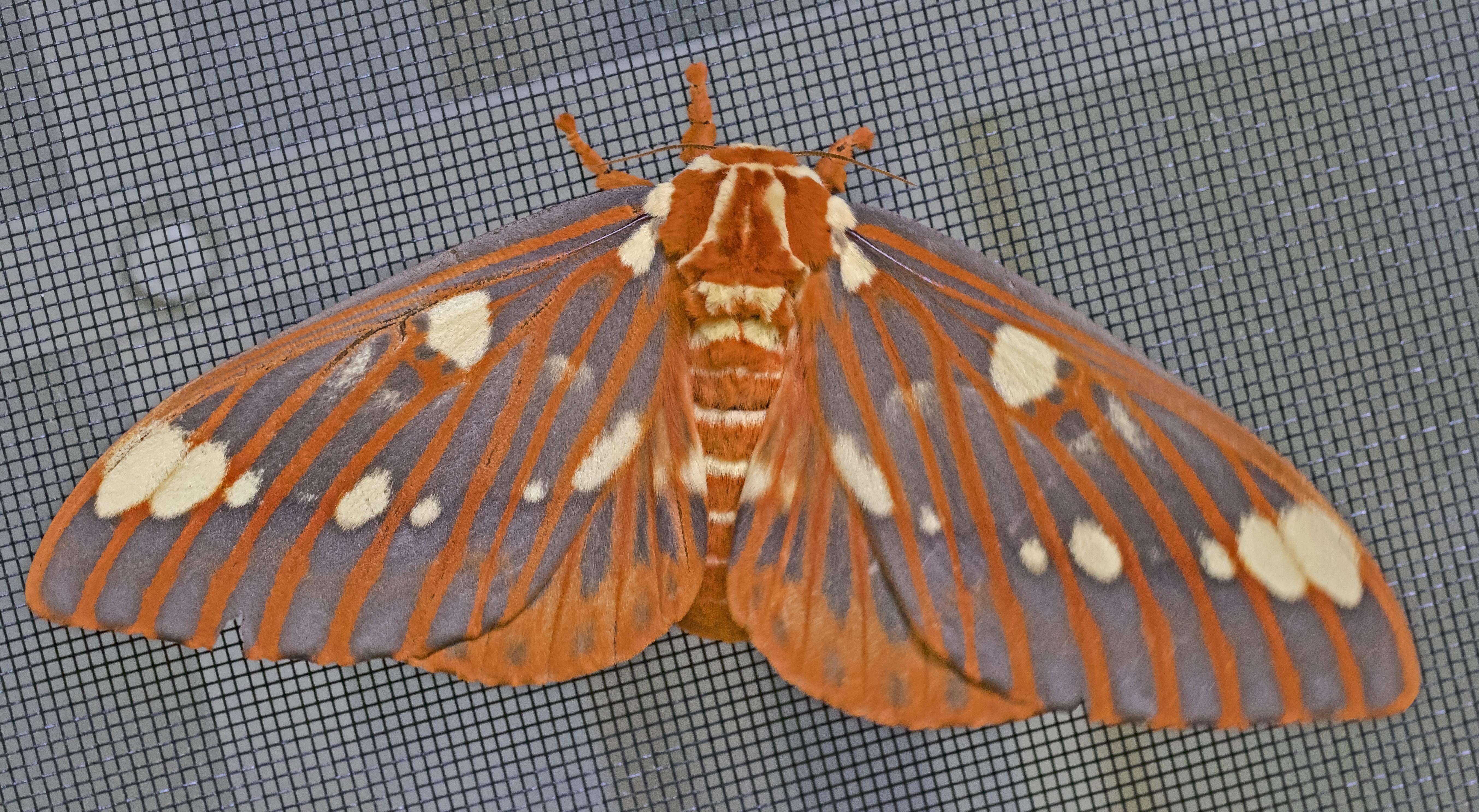 Image of Regal Moth