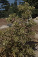 Image of Cirsium maroccanum Petr.