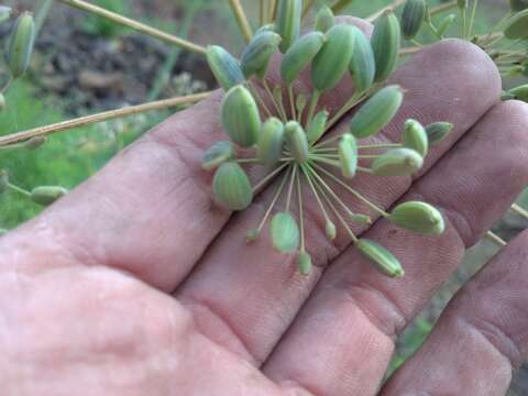 Image of carrotleaf biscuitroot