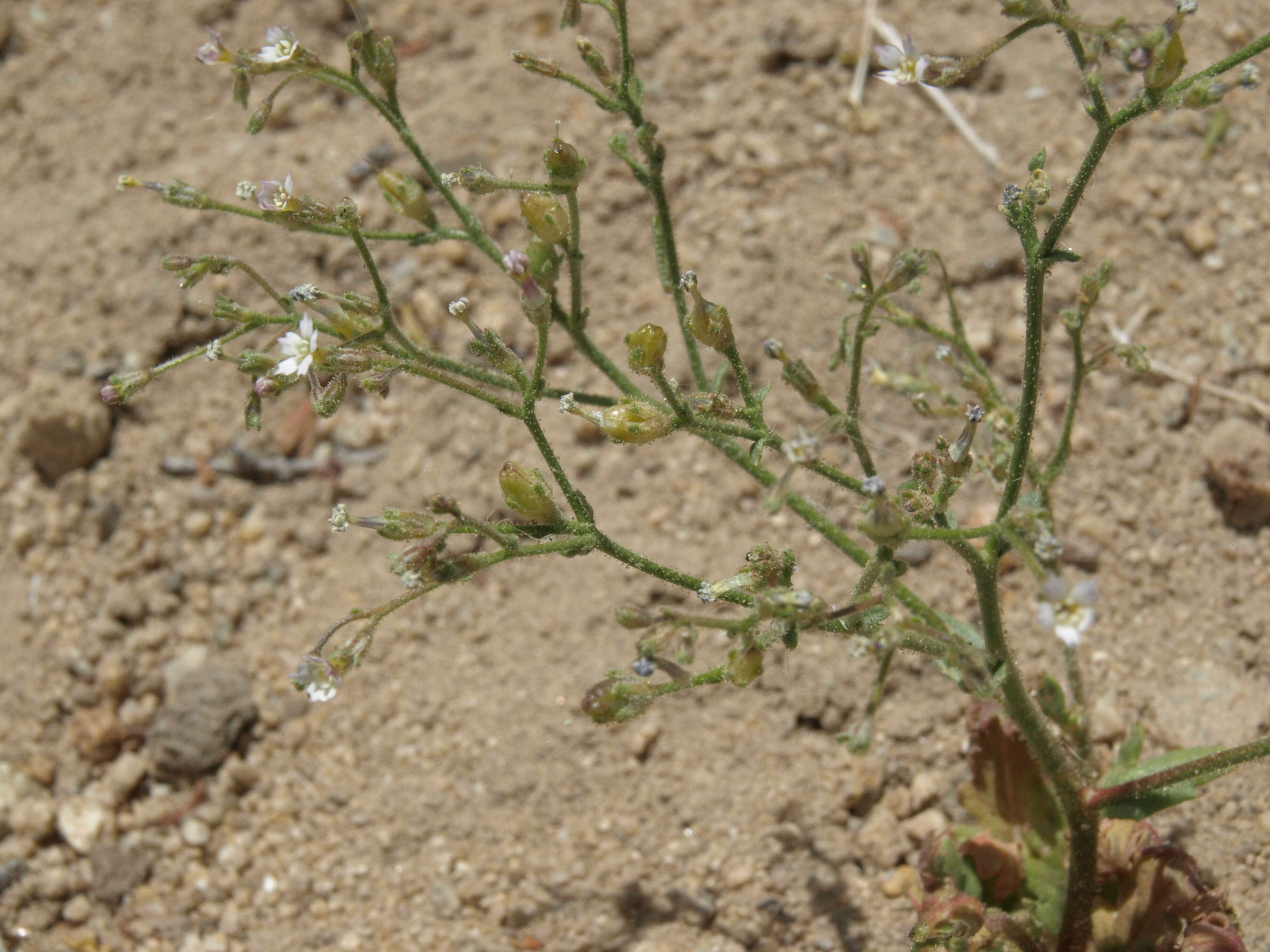 Imagem de Aliciella leptomeria (A. Gray) J. M. Porter