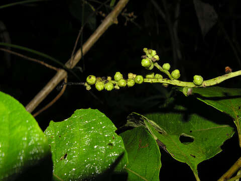 Plancia ëd Varronia spinescens (L.) A. Borhidi