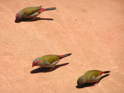 Image of Red-browed Finch