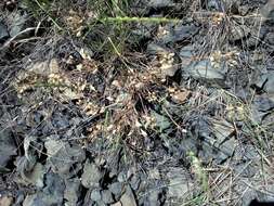 Imagem de Lomatium nudicaule (Pursh) Coult. & Rose