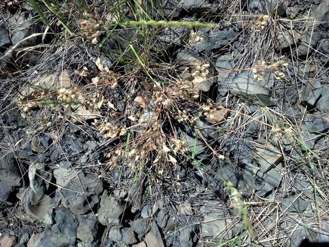 Image of barestem biscuitroot