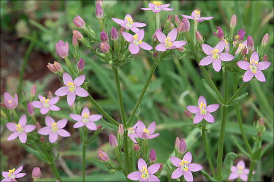 Image of Centaury