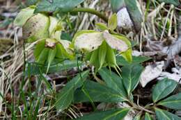 Image of black hellebore