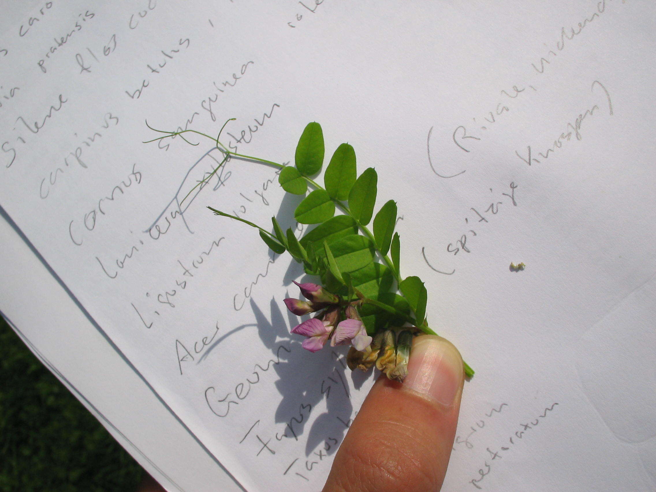 Image of bush vetch