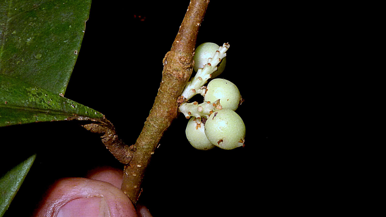 Image of daphnopsis